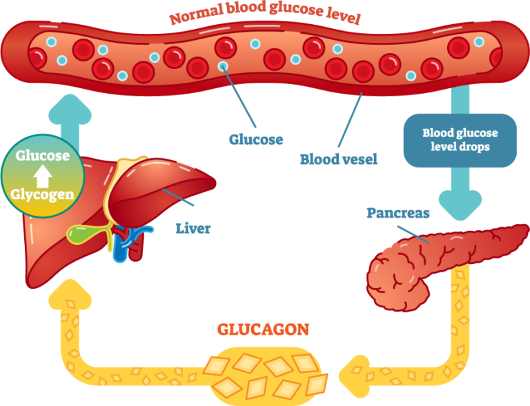 How Do Insulin and Glucagon Regulate Blood Sugar Levels? - Tandem ...